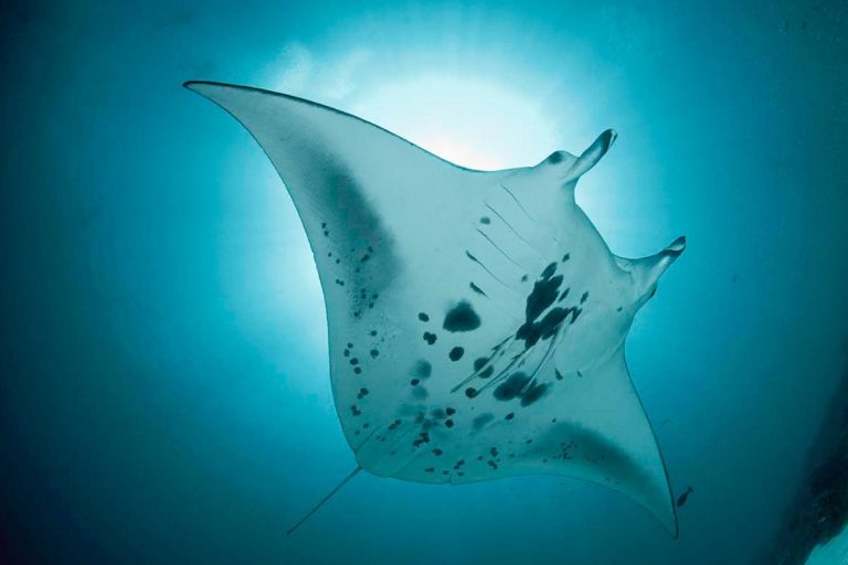 Ambon-Dive-Resort-Plongee-M-16