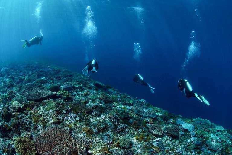 Ambon-Dive-Resort-Plongee-M-17