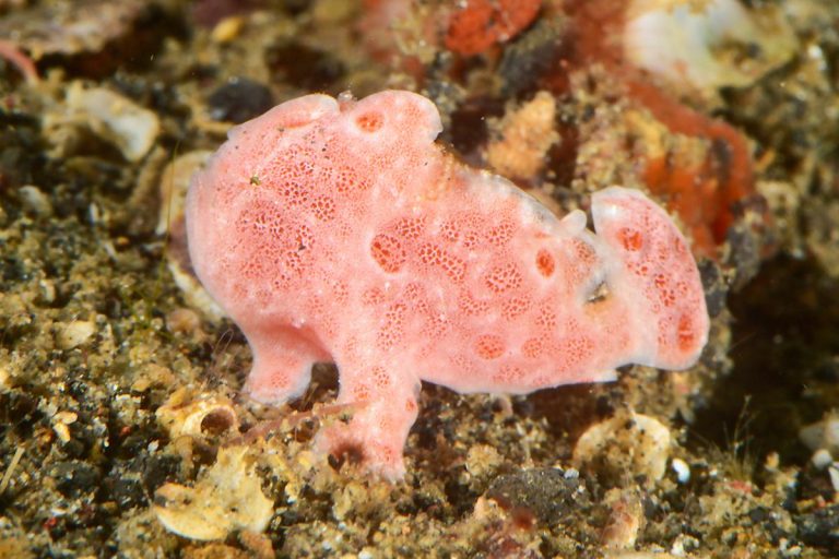 Ambon-Dive-Resort-Plongee-M-3